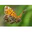 El Fotógrafo Toma Imágenes Notables De Mariposa En Peligro Extinción 