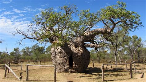 Strangest Trees From Around The World International Timber