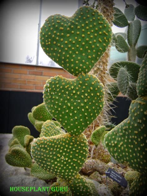 There are many types of succulent plants, which come in a wide variety shapes and sizes for for your indoor decor, or cactus garden. Houseplant Guru: February Cactus