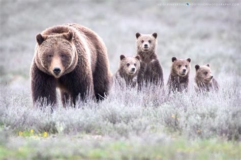 Grizzly Bear 399 And Her Four Cubs Of The Year 2020 Heidis Blog
