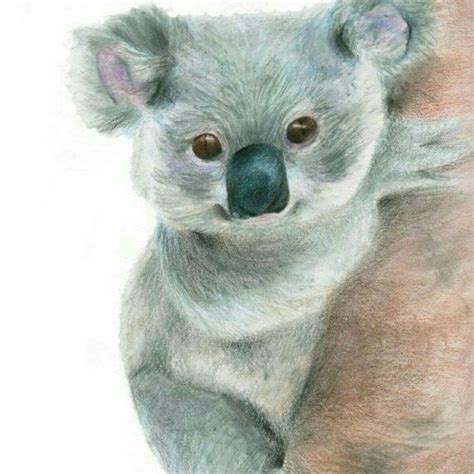 Pin By Rebecca Rotenberg On Puzzles Koala Illustration Koala Drawing