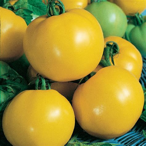 Dixie Golden Giant Tomato Heirloom Tomato Seeds Totally Tomatoes