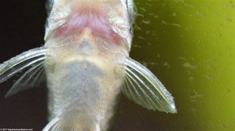 Otocinclus Catfish Care Food Size And Algae Eating Video