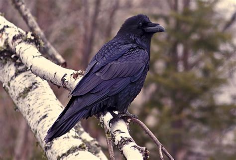 Common Raven Minnesota Breeding Bird Atlas