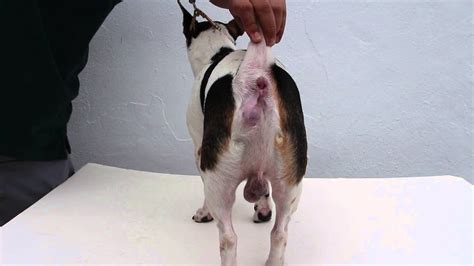 jack russell   left backside swelling perineal hernia  part  youtube