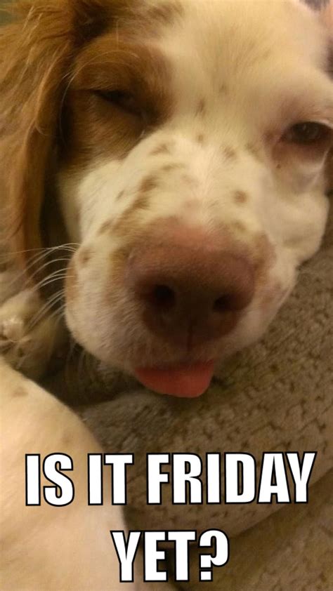 Meme Is It Friday Yet Brittany Dog