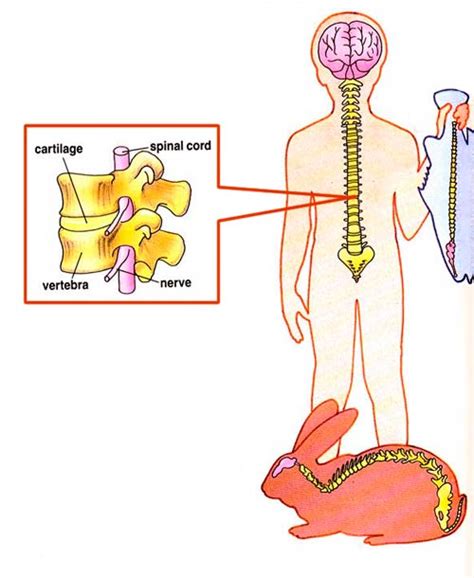 If you bend your fingers, you can see that they each contain three bones, except for your thumbs, which only have two. What is a Backbone and What does the Backbone do? - Ency123