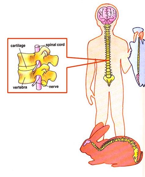 Vertebrates include fish, amphibians, reptiles, birds, mammals, primates, rodents and. What is a Backbone and What does the Backbone do? - Ency123