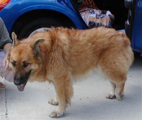 Signs of bone cancer in dogs osteosarcoma will often appear in the dog's front limbs near the shoulder, wrist, and knee. Canine Amputee Surgery Photos Before and After