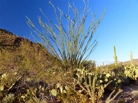 From there you could drive to santa fe (1 hour from abq) and other towns in the saguaro national park (both sides of tucson) and organ pipe national park, south of ajo, arizona on the mexican border will not disappoint. Pop and Meemee on the road: Saguaro Cactus and Tombstone