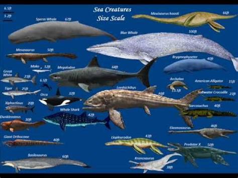 Size scale (With images) | Sea creatures, Interesting animals, Whale