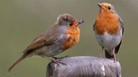 Robin Norfolk Wildlife Trust