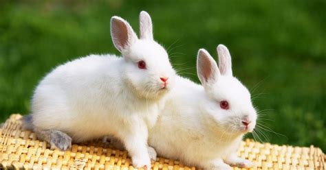 The seventh brother, a film about a group of rabbits adopting a puppy, actually averts this. Love My Pets-Pet supermarket: How to Prepare for a Pet Rabbit?