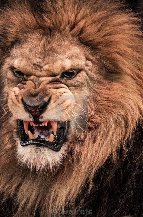 Close Up Shot Of Roaring Lion License Download Or Print