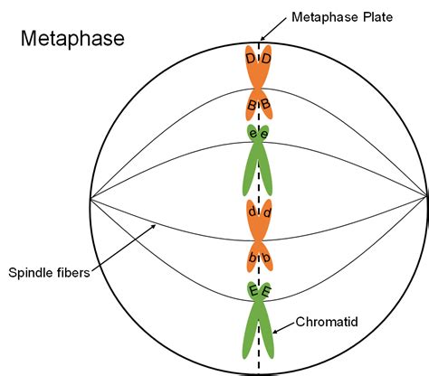 Mitosis And Meiosis Genetics Agriculture And Biotechnology