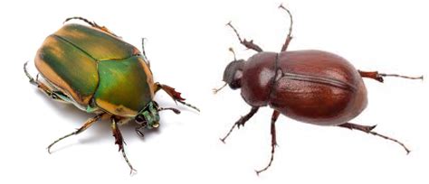 Scores And Outdoors If They Arrive In May Why Are They Called June Bugs