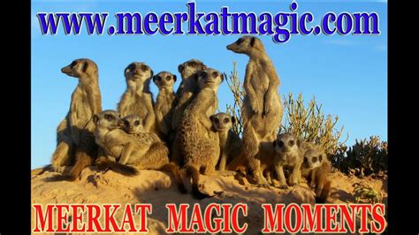 Meerkat Manor Fans Baby Meerkats Nature Breathed In Deeply A