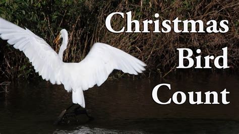 Audubons Christmas Bird Count Youtube