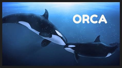 Orca Sounds In Arctic Ocean Youtube
