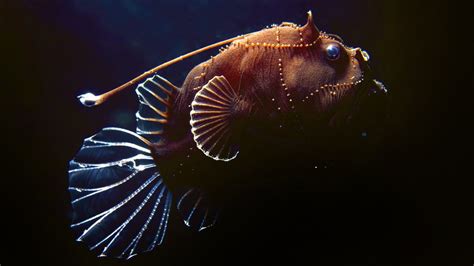 Bbc News In Pictures Unusual Sea Creatures Found On