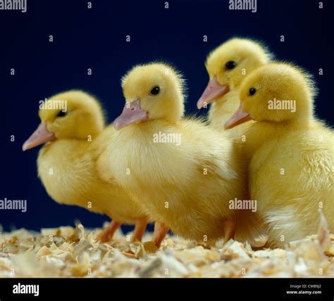 Baby Ducks Studio Stock Photo Alamy