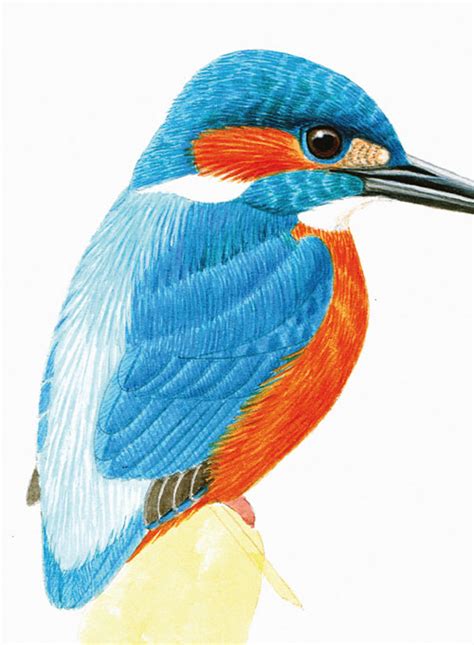 How to paint a bird portrait - How To - Artists & Illustrators