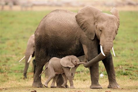 Image Mother Elephant Baby Elephant Calf Ice Age Wiki Fandom