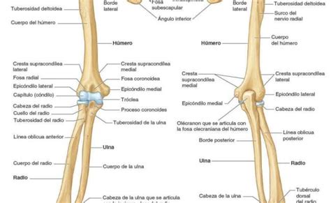 Anatomia Huesos Del Miembro Superior Huesos Del Brazo Y Del Antebrazo