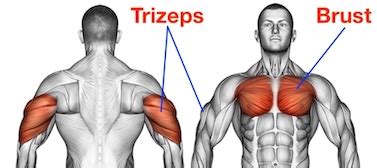 Deswegen ist es einfach falsch und zeitverschwendung, sich mit einem angeblichen training der inneren oder äußeren brust zu beschäftigen. ᐅ Trizeps Liegestütze: Top 6 Ausführungen (Bilder + Videos)