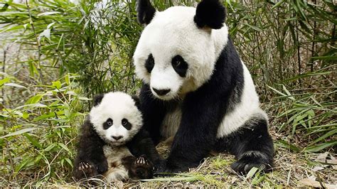 Adorable Panda Cub Learns To Climb A Tree With Its Mother Cgtn