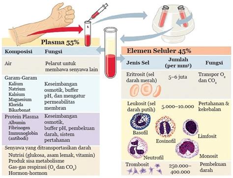 Sistem Peredaran Darah Manusia Ipa Kelas 8 Bab 6
