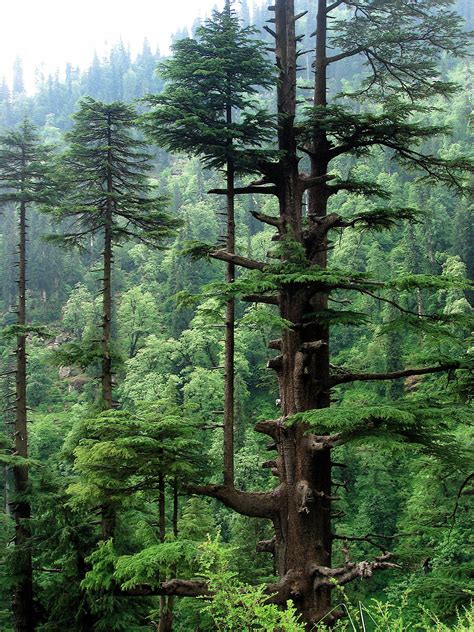 Deodar Cedar Medium Tree Seedling Trees Top View Landscape Nature