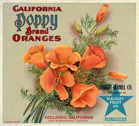 California Poppy Brand Oranges Vintage Fruit Crate Label Fruit