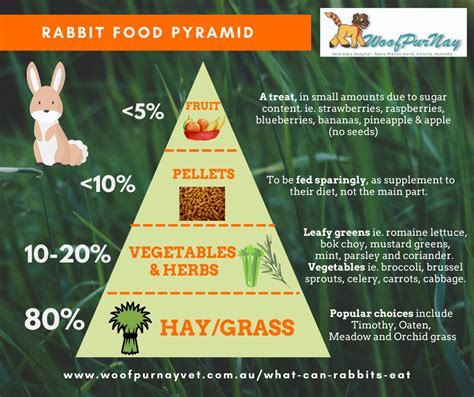 What Can Rabbits Eat — Woofpurnay Veterinary Hospital Professional