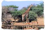 Tours Of Kruger National Park Pictures