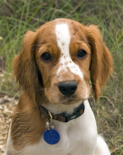 We never sell our puppies to pet stores and usually do not sell them for breeding purposes, unless previous arrangements and qualifications have been met. Little Welsh | Spaniel breeds, Welsh springer spaniel puppies