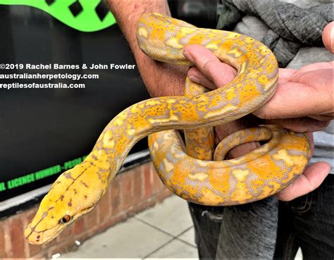 RETICULATED PYTHON Malayopython Reticulatus