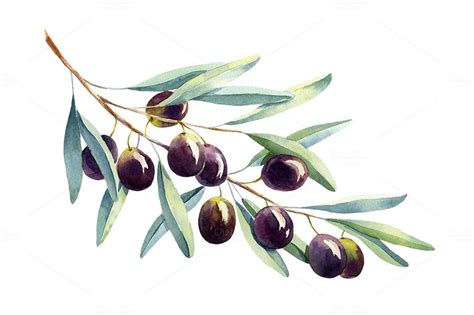Watercolor Olive Watercolor Illustration Watercolor Fruit Botanical