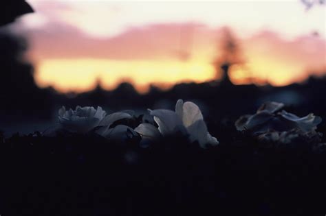 Last Light Canon Ae 1 Fd 50mm F18 Fuji Provia 100 Ben Riley Flickr