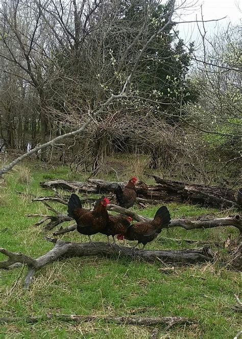 Speculation has deduced that some likely breeds in the original derbyshire redcap lineage include black breasted red games, dorkings, and old english pheasant fowl. Dautobi Acres - Redcap Chickens Now accepting reservations ...