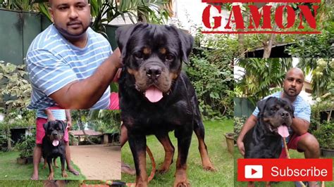 My lexi was one of the first purebred american pitbull terrier pups in sri lanka. GAMON || ROTTWEILER || SRI LANKA ||BEST PRODUCER ||BEST ...