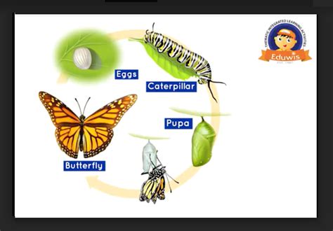 Eduwis Life Cycle Of A Butterfly Tutor Vod Online Learning Platform