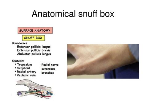 Anatomical Snuff Box Structures Anatomical Snuffbox Is Best Seen When