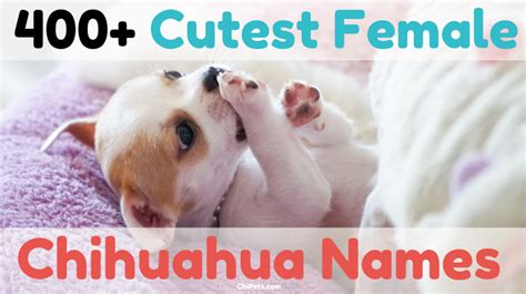 Over 400 Of The Cutest Female Chihuahua Names Chi Pets