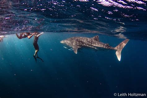 Swimming With Whale Sharks In Exmouth Western Australia A Guide To