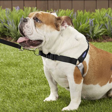 The 9 Best No Pull Dog Harnesses For Easy Walks