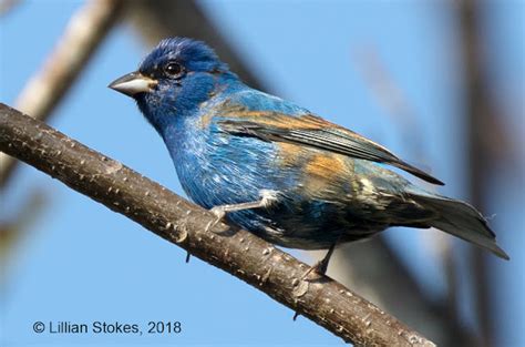 Stokes Birding Blog Indigo Buntings Are Migrating