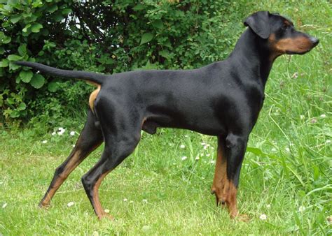 German Pinscher Breed Guide - Learn about the German Pinscher.