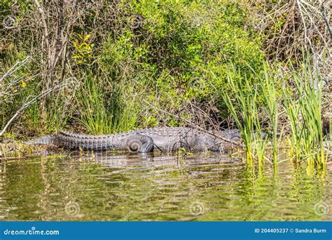Alligator On The Shoreline Stock Image Image Of Lake 204405237