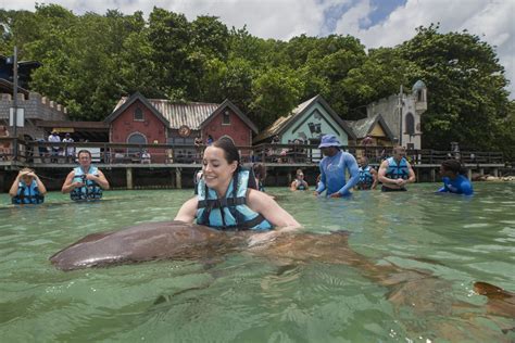 Where Can I Do A Dolphin Swim In Jamaica Dolphin Cove